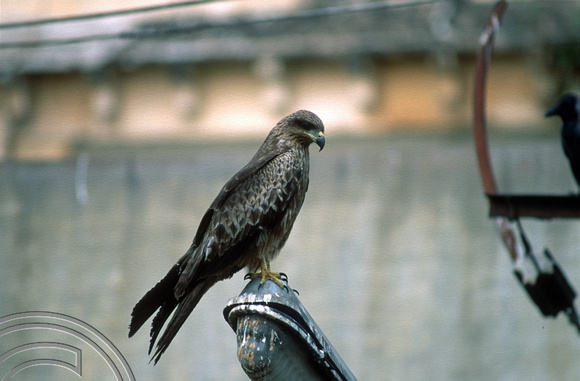 T6236. Hawk hanging around the market. Mysore. Karnataka. India. December.1997