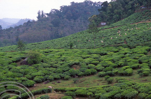 T6414. Tea bushes. Kerala. India. December.1997