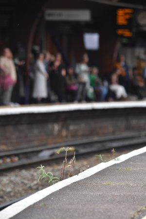 DG398700. Weeds. Manchester Oxford Rd. 11.7.2023.