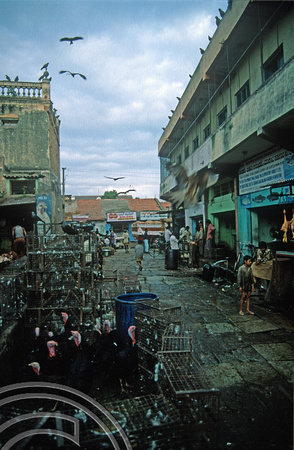 T6239. Hawks hanging around the market. Mysore. Karnataka. India. December.1997