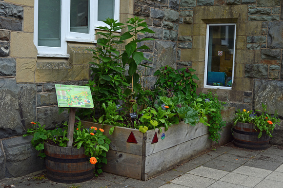 DG247582. Edible garden at the station. Machynlleth. 4.7.16