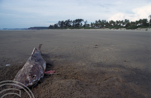 T6081. Dead fish on a deserted beach. Arambol. Goa. India. December 1997