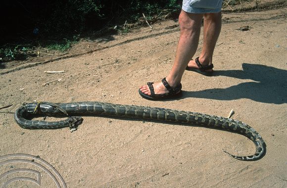 T6191. Dead snake in the road. Hampi. Karnataka. India. December.1997