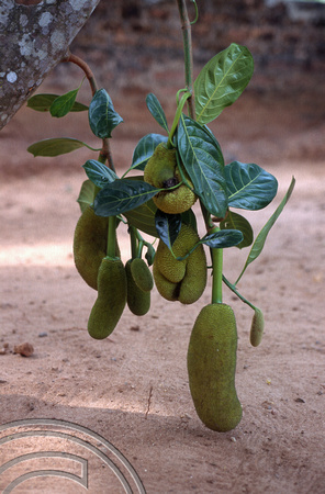 T6441. Jackfruit growing. Varkala. Kerala. India. December.1997