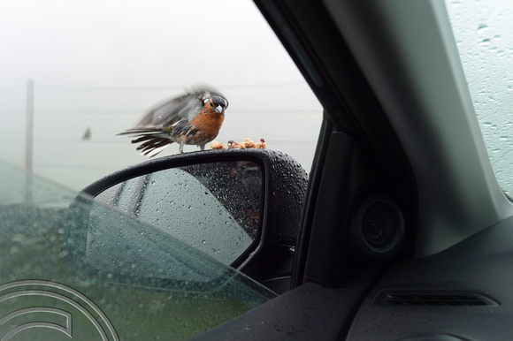 DG247887. Chaffinch feeding off the car mirror. Lookout car park on the A498. Snowdonia. Wales 9.7.16