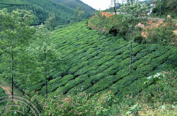 T6404. Tea plantations. Kerala. India. December.1997
