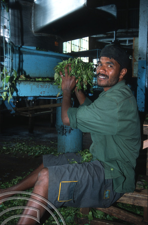 T14861. A worker feeds tea leaves into a crushing & tearing machine. Dambatenne. Haputale. Sr Lanka. 7.1.03