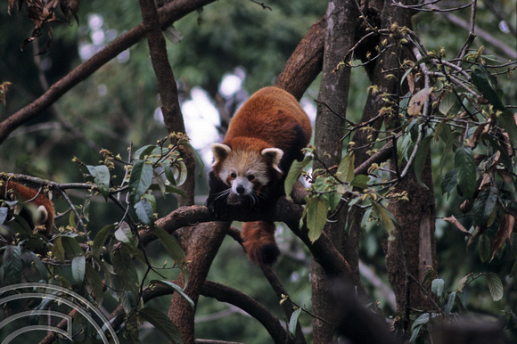 T6925. Red Panda. Darjeeling. W Bengal. India. 1998.
