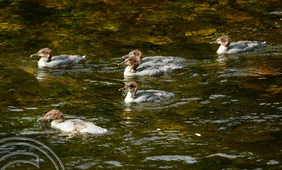 DG247398. Birds on the Afon Mawddach. Dolgellau. Wales 2.7.16