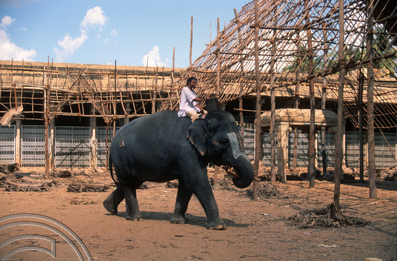 T6540. Temple elephant. Srirangam temple. Trichy. Tamil Nadu India. January 1998
