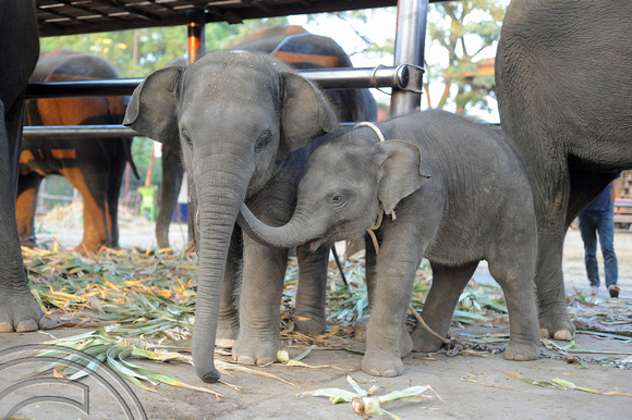 TD10126. Elephant sanctury. Ayutthaya. Thailand. 18.1.09