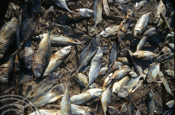 T6101. Fish drying on the beach. Arambol. Goa. India. December 1997