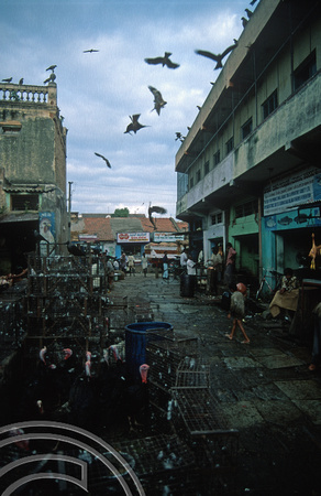 T6240. Hawks hanging around the market. Mysore. Karnataka. India. December.1997