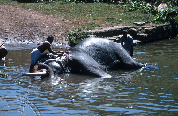 T6336. Washing an elephant in the backwaters. Kerala. India. 29.12.1997