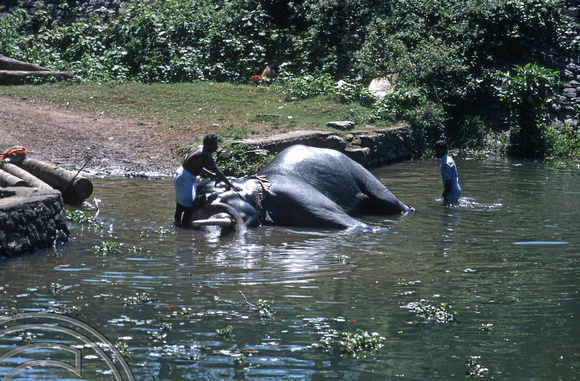 T6333. Washing an elephant in the backwaters. Kerala. India. 29.12.1997