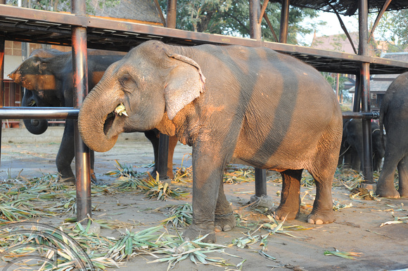 TD10120. Elephant sanctury. Ayutthaya. Thailand. 18.1.09