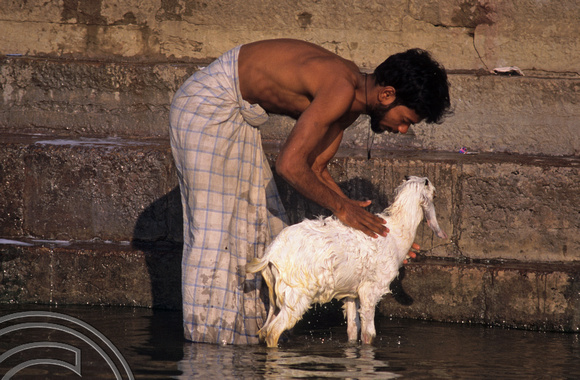 T6817. Bathing a goat at the Ghats. Varanasi. Uttar Pradesh. India. 1998.