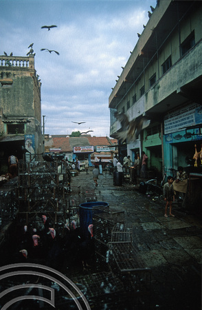 T6239. Hawks hanging around the market. Mysore. Karnataka. India. December.1997