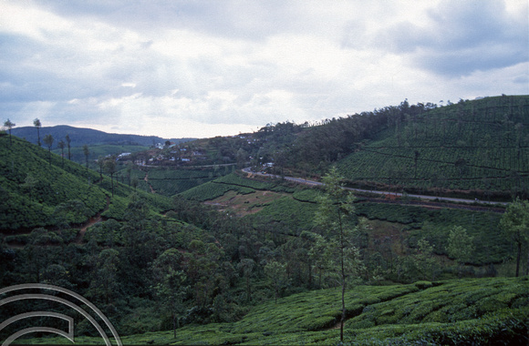 T6433. View over the tea plantations. Thekkady district. Kerala. India. December.1997