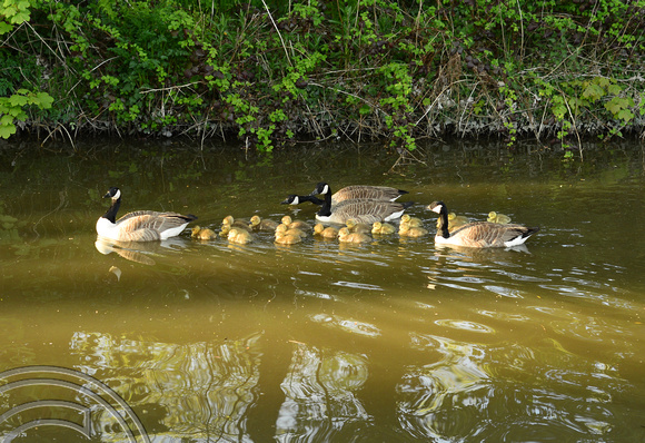 DG244239. Canada Geese chicks. Rochdale canal. Sowerby Bridge 14.5.16