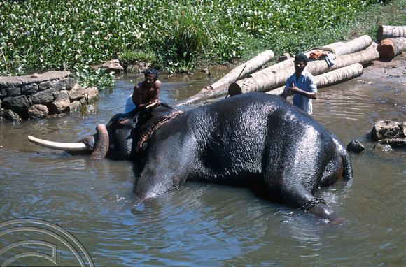 T6337. Washing an elephant in the backwaters. Kerala. India. 29.12.1997