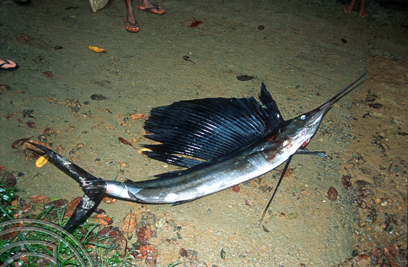T14416. Freshly caught Marlin landed by a local fisherman. Goyambokka. Tangalle. Sr Lanka. 24.12.02.