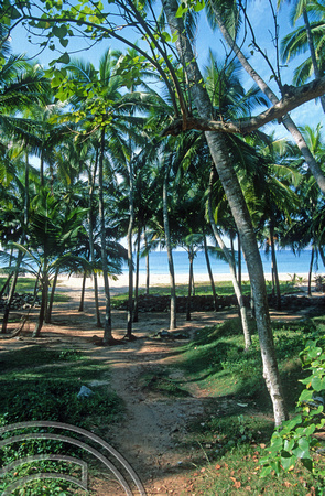 T6362. View of the beach trough the plams, just N of Varkala. Kerala. India. December.1997