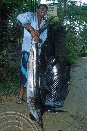 T14419. Freshly caught Marlin landed by a local fisherman. Goyambokka. Tangalle. Sr Lanka. 24.12.02.