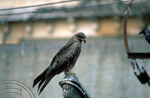 T6237. Hawk hanging around the market. Mysore. Karnataka. India. December.1997