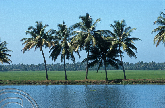 T6317. Palm trees & paddy fields on the backwaters. Kerala. India. 29.12.1997