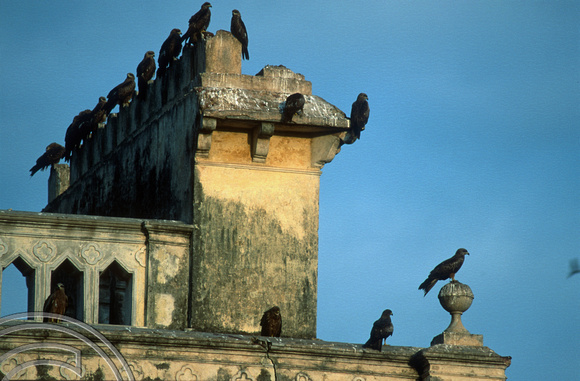 T6245. Hawks hanging around the market. Mysore. Karnataka. India. December.1997