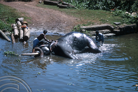 T6335. Washing an elephant in the backwaters. Kerala. India. 29.12.1997