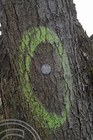 DG365834. HS2. Translocated tree. Cubbington Wood. Warks. 16.2.2022.