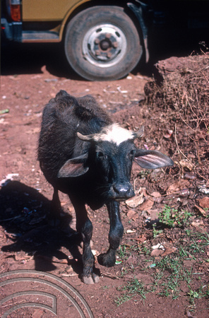 T4513. Young water buffalo. Arambol. Goa. India. December 1993.
