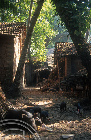 T4584. Pigs in the village. Arambol. Goa. India. January 1994.