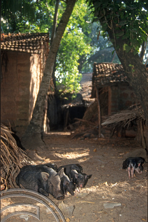 T4582. Pigs in the village. Arambol. Goa. India. January 1994.