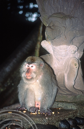 T4748. Monkey and statue. Ubud. Bali. Indonesia. 10th December1994