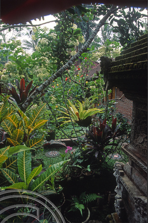 T4759. The garden at Ketut's Place. Ubud. Bali. Indonesia. December 1994