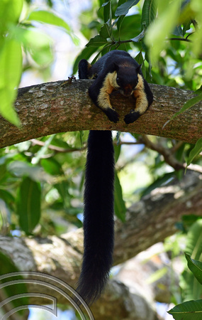 DG263405. The Giant black Squirrel. Railay. Krabi. Thailand. 28.1.17