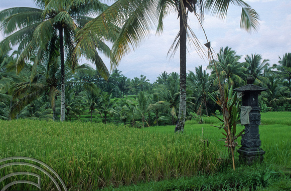 T4772. Rice paddies and a shrine. Ubud. Bali. Indonesia. December1994