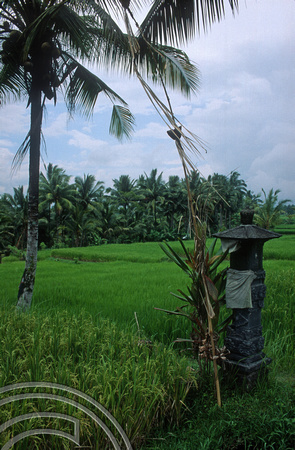 T4773. Rice paddies and a shrine. Ubud. Bali. Indonesia. December1994