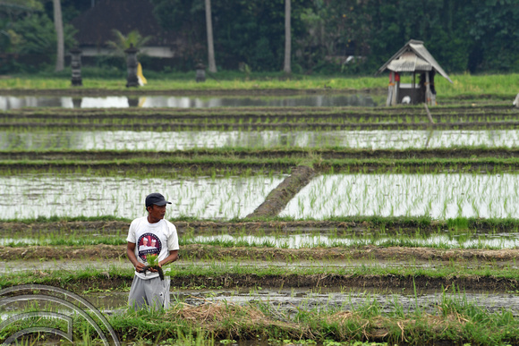 DG264588. Planting rice.  Pejeng. Ubud. Bali. Indonesia. 9.2.17