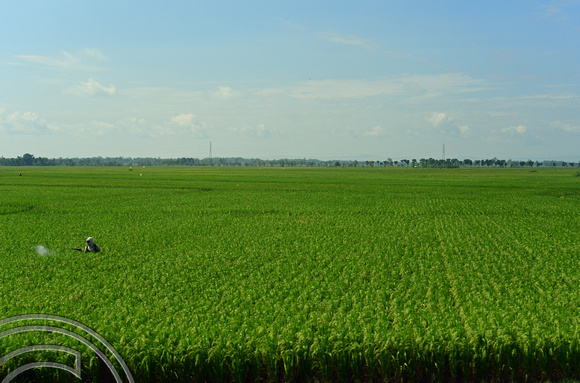 DG265078. Rice paddies near Surabaya from Argo Anggrek Pagi. Java. Indonesia. 13.2.17