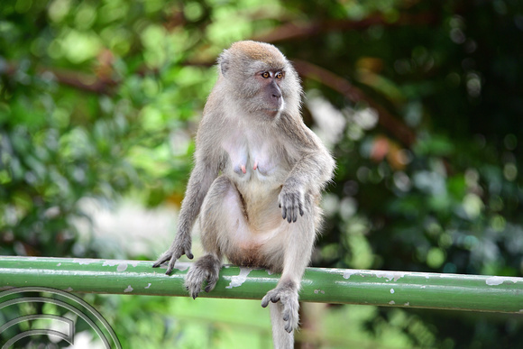 DG265848. Female monkey. Lower Seletar Reservoir. Singapore. 18.2.17