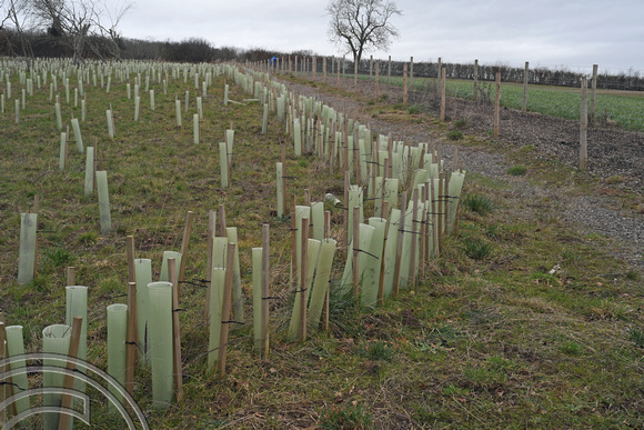DG365899. HS2 mitigation planting. Cubbington Wood. Warks. 16.2.2022.