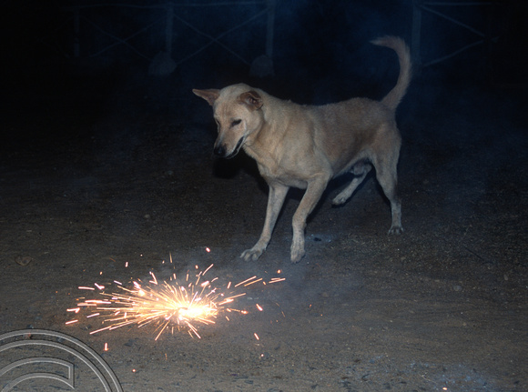 17011. Mad dog that tried to eat fireworks on the beach at the Sanika beach Inn Tangalle. Sri Lanka. 31.12.03