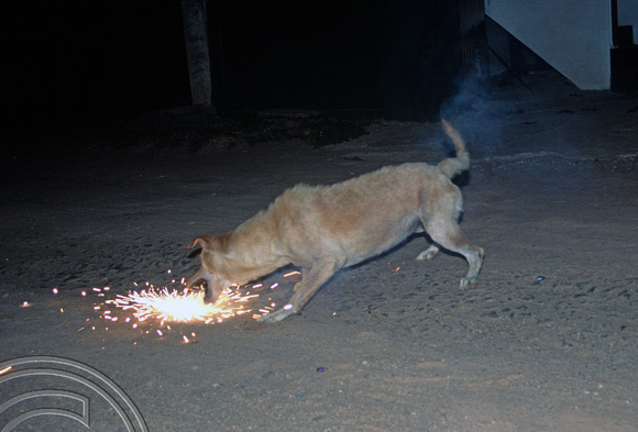 17012. Mad dog that tried to eat fireworks on the beach at the Sanika beach Inn Tangalle. Sri Lanka. 31.12.03