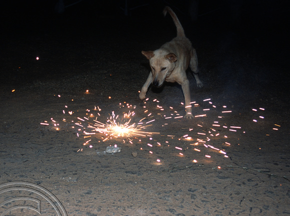 17010. Mad dog that tried to eat fireworks on the beach at the Sanika beach Inn Tangalle. Sri Lanka. 31.12.03