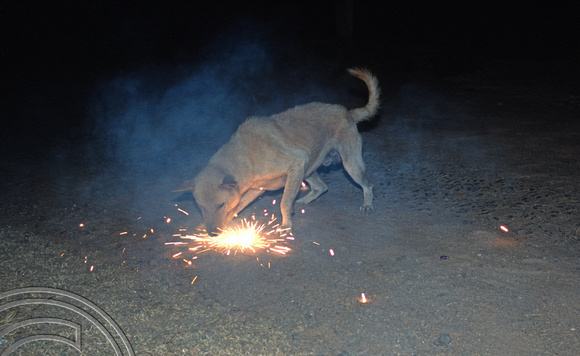 17009. Mad dog that tried to eat fireworks on the beach at the Sanika beach Inn Tangalle. Sri Lanka. 31.12.03