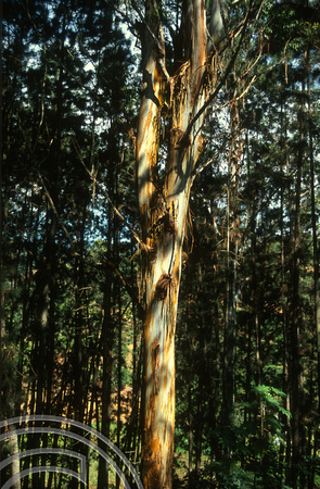 17020. Eucalyptus tree in the hill country. Ella. Sri Lanka. 02.01.04